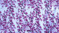 Size 1 Maxaloones: Girl Prints-Fruit of the Womb Diapers