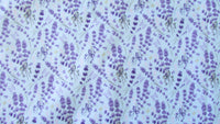 Print Diaper Covers Large-Fruit of the Womb Diapers